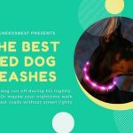 Best LED Dog Leashes Featured Image