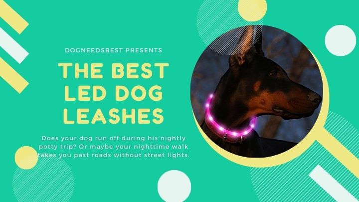 Best LED Dog Leashes Featured Image