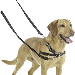 Best Leash for Dogs That Pull