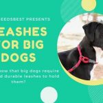 Best Leashes for Big Dogs Featured Image