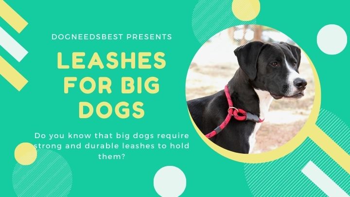 Best Leashes for Big Dogs Featured Image