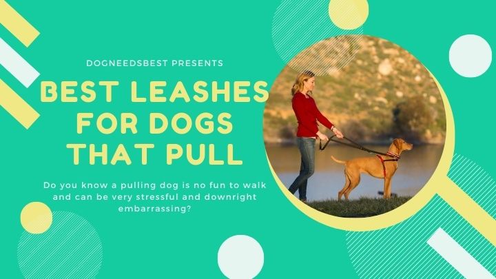 Best Leashes for Dogs that Pull Featured Image