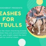 Best Leashes for Pitbulls Featured Image