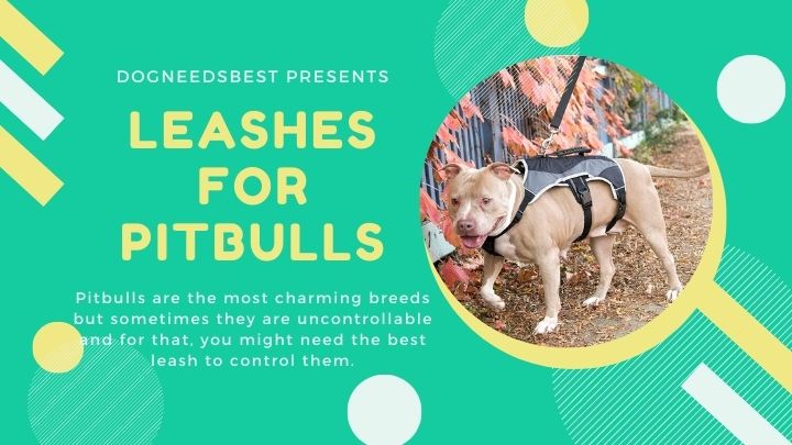 Best Leashes for Pitbulls Featured Image