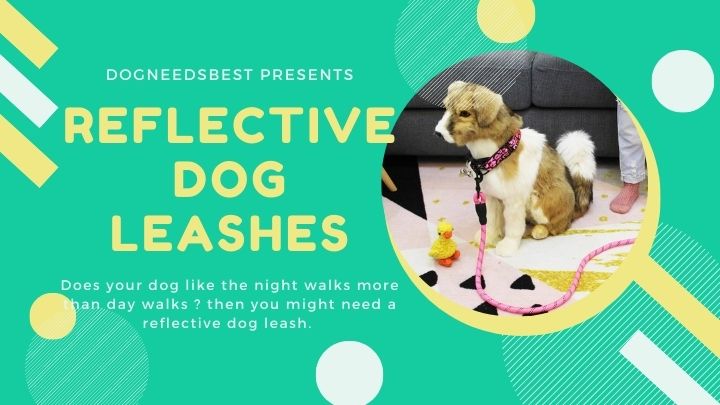 Best Reflective Dog Leashes Featured Image