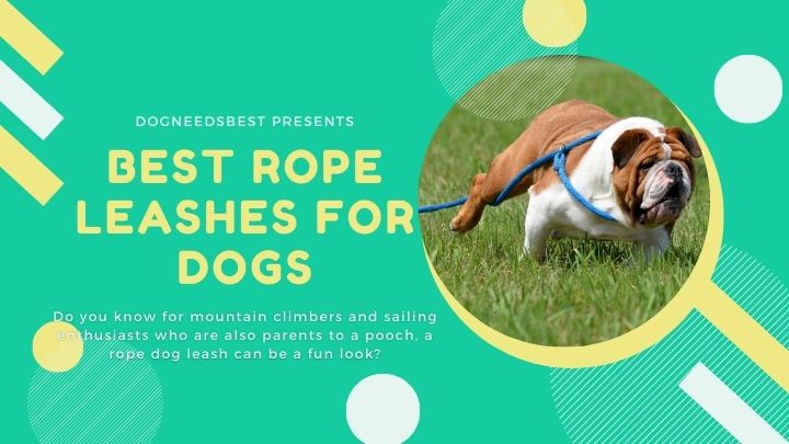 Best Rope Leashes for Safe Walks With Your Dog Featured Image