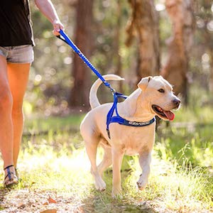 EzyDog ZERO SHOCK Leash 