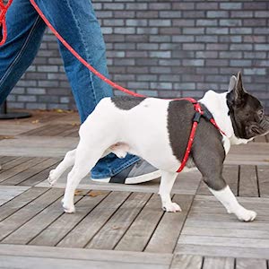 Harness Lead Pull Leash