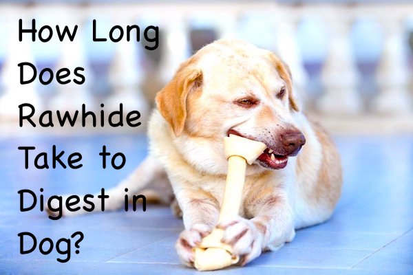 How Long Does Rawhide Take to Digest in Dog