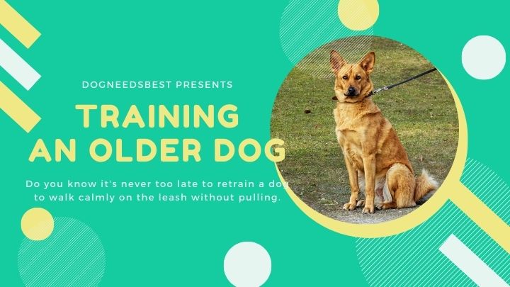 How to Train an Older Dog to Walk on a Leash Featured Image