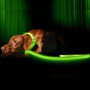 Illumiseen LED Dog Leash