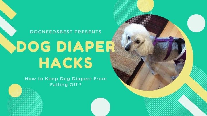 How to Keep Dog Diapers From Falling Off Featured Image