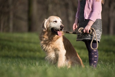 Accordion Grip to Hold your Dog Properly