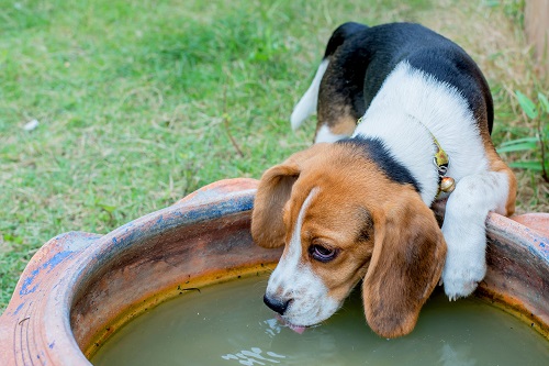 algen hond waterbak