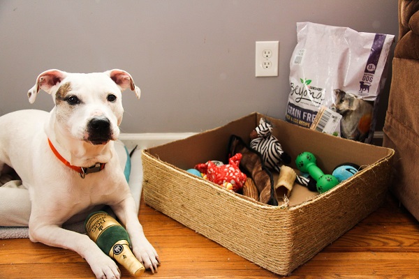 Cleaning dog toys