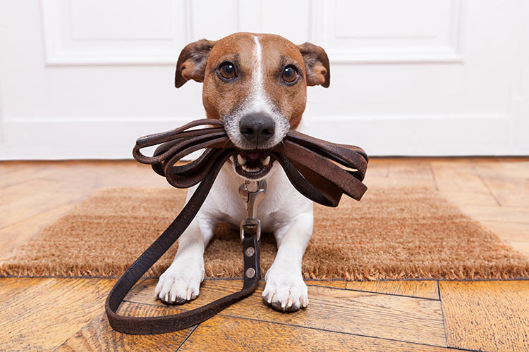 DIY Dog Leashes Custom Ideas with Tutorials