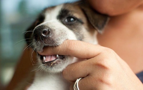 Dog biting hands