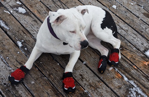 Dog boots to stop your dog from sliding