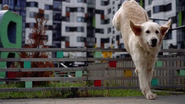 Dog jumping over fence