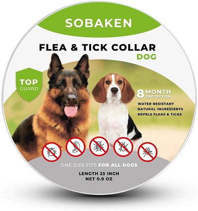 Flea bites dog collar