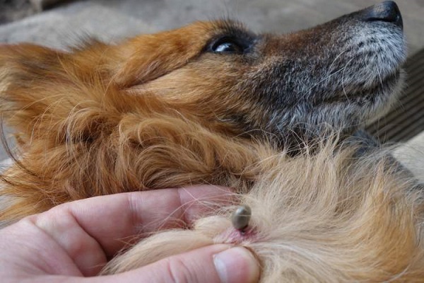 What Does Flea Bite Look Like on Dogs