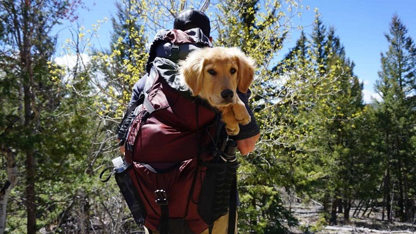 How to Carry a Dog in a Backpack How to Carry a Dog in a Backpack