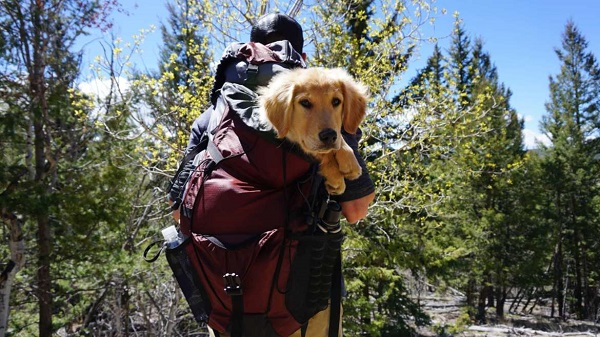 How to Carry a Dog in a Backpack