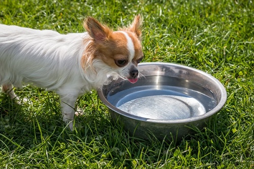 犬の水のボウルから藻類を維持するには、方法