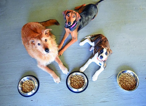 How to Keep Ants Out of Dog Food Bowl