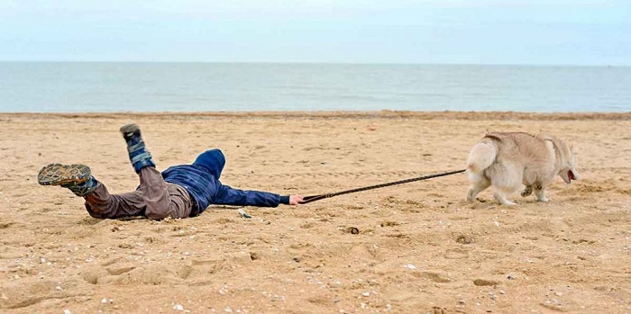 How to Stop Dog from Pulling on a Leash How to Stop Dog from Pulling on a Leash