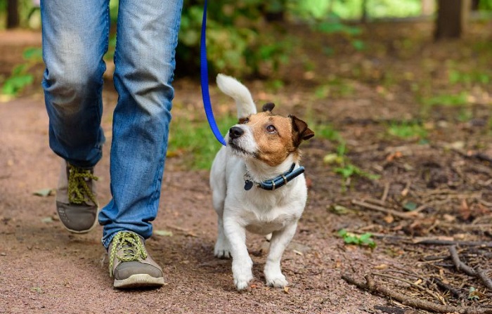 How to Train a Dog to Walk on a Leash Beside You