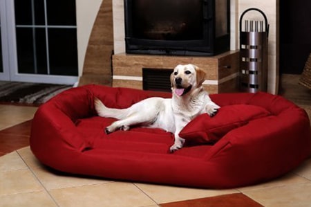 How to clean a dog bed