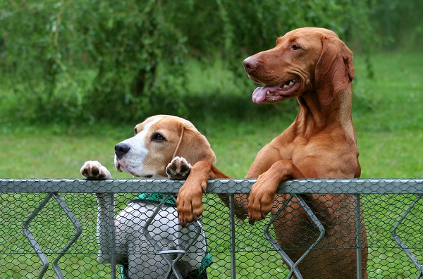 How to keep dogs from jumping fence