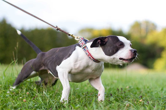 Off-leash Dog