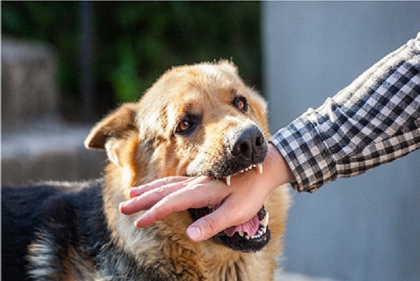 Stop dog biting Stop dog biting