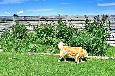 Stop dog from climbing fence