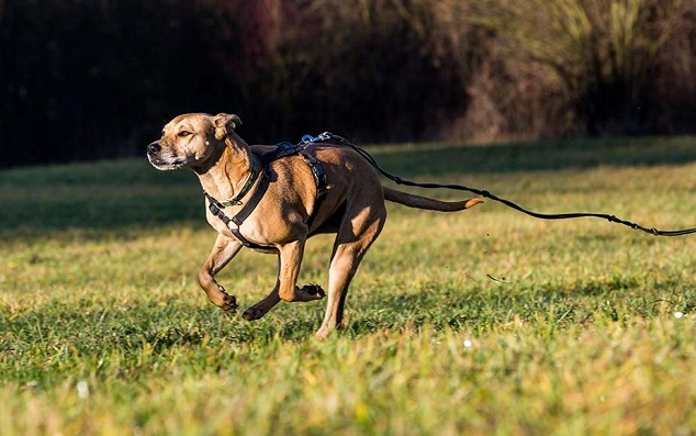 Least Effective Method to Retrieve Off-Leashed Dog