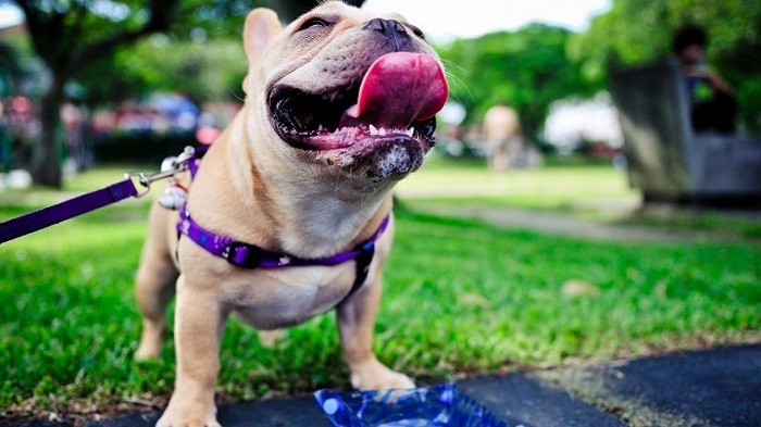 Training a stubborn dog on a leash