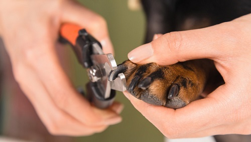 Trimming dog nails to prevent slipping
