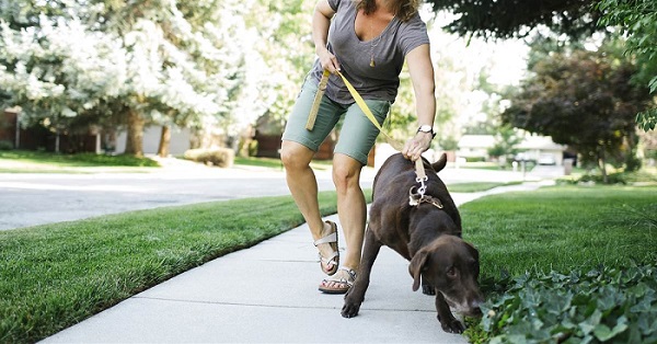 Walking dog with Leash Beside You