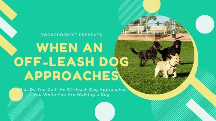 What Do You Do If An Off-leash Dog Approaches You While You Are Walking a Dog Featured Image