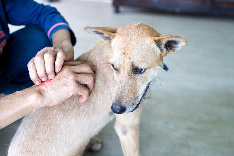 Stop Fleas From Biting Me And My Dog Stop Fleas From Biting Me And My Dog