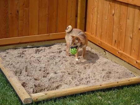 acceptable dog digging area for your dog