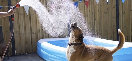 cool down your dog to stop him from digging