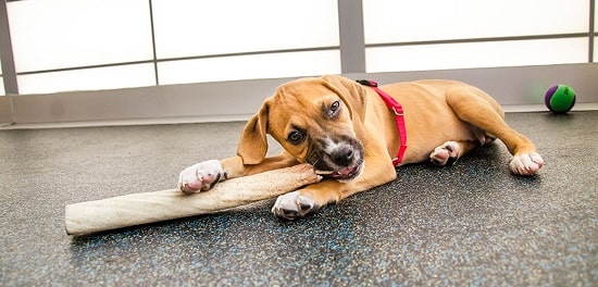 distract your dog to stop him from digging