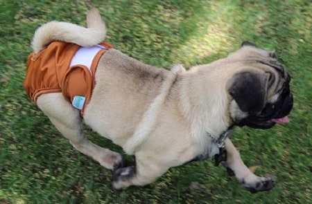 diy dog diaper from men's brief