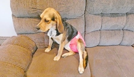 diy female dog diaper