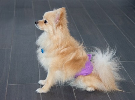 do dog diapers work