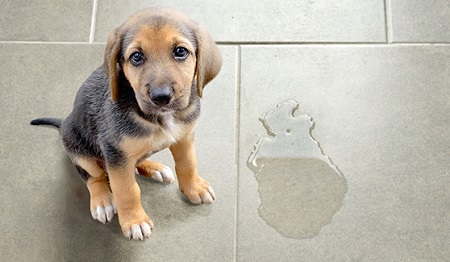 dog diaper for dog with urinary incontinence