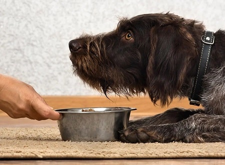 dog pill in his food